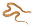 Pinstriped albino corn snake, Pantherophis guttatus Royalty Free Stock Photo