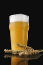 A pint of beer with ears and grains on dark background