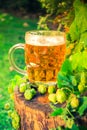 Pint golden beer wooden trunk Royalty Free Stock Photo