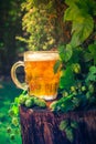 Pint golden beer wooden trunk Royalty Free Stock Photo