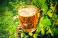 Pint golden beer wooden trunk Royalty Free Stock Photo