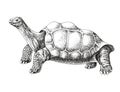 Pinta island turtle colorful sketch Royalty Free Stock Photo