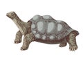 Pinta island turtle colorful sketch Royalty Free Stock Photo