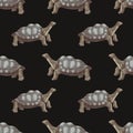 Pinta island turtle seamless pattern Royalty Free Stock Photo