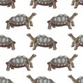 Pinta island turtle seamless pattern Royalty Free Stock Photo