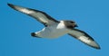 Pintado Petrel Royalty Free Stock Photo