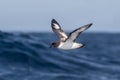 Pintado Petrel in flight over the sea Royalty Free Stock Photo