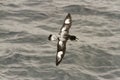 Pintado Petrel inflight Royalty Free Stock Photo