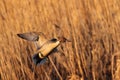 Pintail Drake Coming in for a Landing Royalty Free Stock Photo