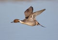 Pintail