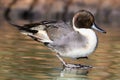 Pintail Duck