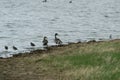Pintail ducks on banks