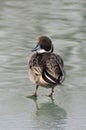 Pintail on the frozen lake Val Campotto Italy Royalty Free Stock Photo