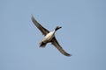 Pintail or Northern Pintail in flight, Anas acuta, Solapur, Maharashtra, Royalty Free Stock Photo