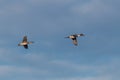 Pintails in flight Royalty Free Stock Photo