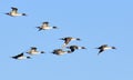 Pintails