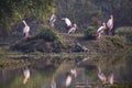 Pinted storks Mycteria leucocephala in Keoladeo Ghana Nationa Royalty Free Stock Photo