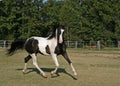 Pinto Arabian Gelding Royalty Free Stock Photo