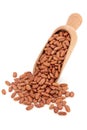 Pinto Bean Pulses