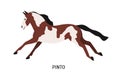 Pinto breed horse flat vector illustration. Pedigree equine, piebald, spotty hoss. Horse breeding, horseback riding