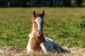 Pinto colored Icelandic horse foal resting in a summer pasture Royalty Free Stock Photo