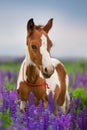 Pinto foal portrait in lupine flowers Royalty Free Stock Photo