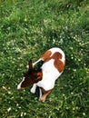 Pinto foal resting in a green meadow, top view. Lush green grass and a young horse Royalty Free Stock Photo