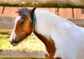 Pinto horse Royalty Free Stock Photo