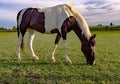 Pinto horse grazing Royalty Free Stock Photo