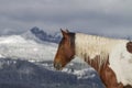 Pinto horse with long white mane, Wyoming