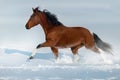 Piebald horse run gallop in snow Royalty Free Stock Photo