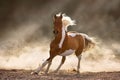 Pinto horse run gallop in sunligh Royalty Free Stock Photo