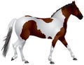 Pinto Horse