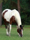 Pinto Mare grazing Royalty Free Stock Photo