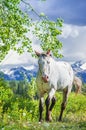 Pinto Mare Royalty Free Stock Photo