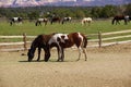 Pinto and other brown horses on a desert ranch