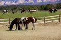 Pinto and other brown horses on a desert ranch