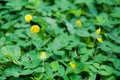 Pinto peanut (Arachis pintoi) in the garden