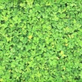 Pinto Peanut leaf background