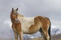 Pinto ranch horse in pasture, Wyoming mountains