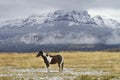 Pinto ranch horse in pasture, Wyoming mountains