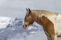 Pinto ranch horse, Wyoming mountains