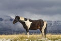 Pinto ranch horse in grass field, Wyoming mountains