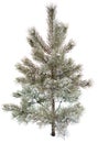 Pintree covered by snow and ice, white background