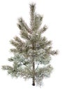 Pintree covered by snow and ice, white background Royalty Free Stock Photo
