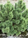 Pinus aristata or Rocky mountain bristlecone pine.