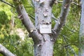 Pinus bungeana tree close-up in Tbilisi botanical garden