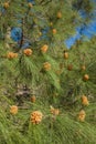 Pinus canariensis, Canarian Pine