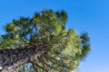 Looking up at a Canary Island Pine tree Pinus canariensis on La Palma Island, Canaries, Spain