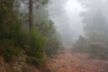 Pinus canariensis. Misty foggy forest in Tenerife, Spain, winter weather